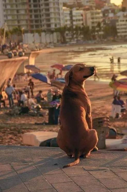 Tous les jours, ce chien se rend sur la plage pour contempler le coucher de soleil et pousse un soupir en l'admirant