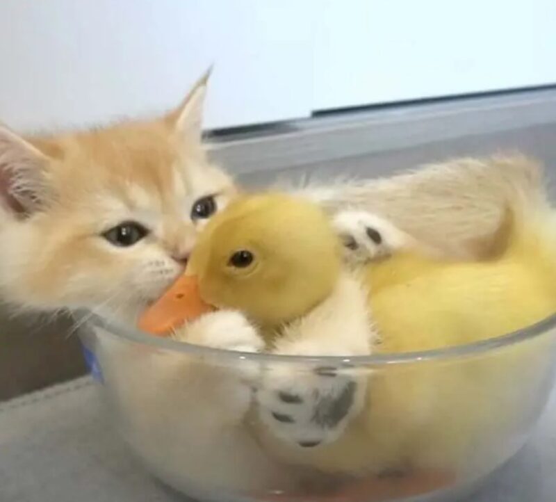 Un petit chat comble d'affection un petit canard : ils sont devenus les deux meilleurs amis du monde