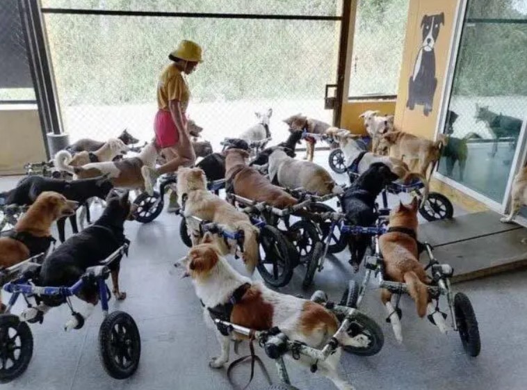 Mikael J. Baines, ce chef au grand cœur, fonde un centre d'accueil pour nourrir 600 chiens chaque jour
