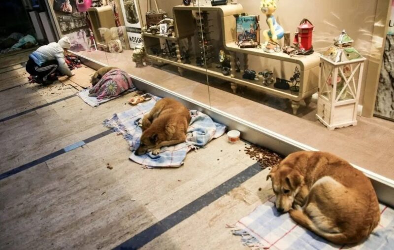 Ce centre commercial ouvre ses portes la nuit aux chiens pour qu'ils y dorment avec des couvertures