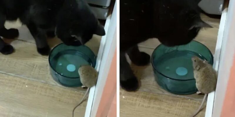 Un homme révèle que son félin s'est lié d'amitié avec la petite souris qu'il était chargé de chasser