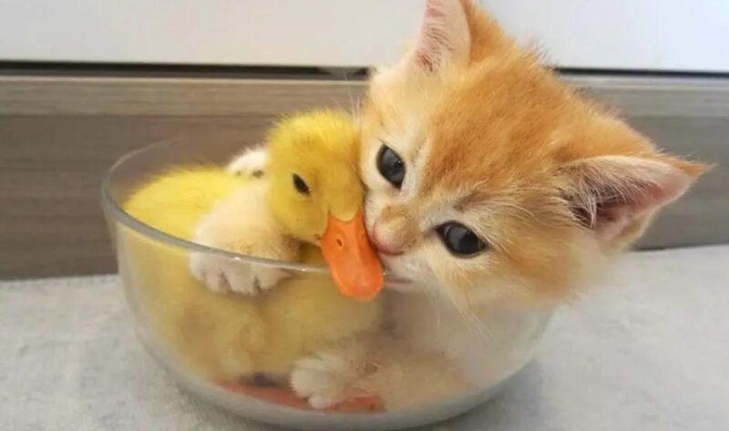Un petit chat comble d'affection un petit canard : ils sont devenus les deux meilleurs amis du monde