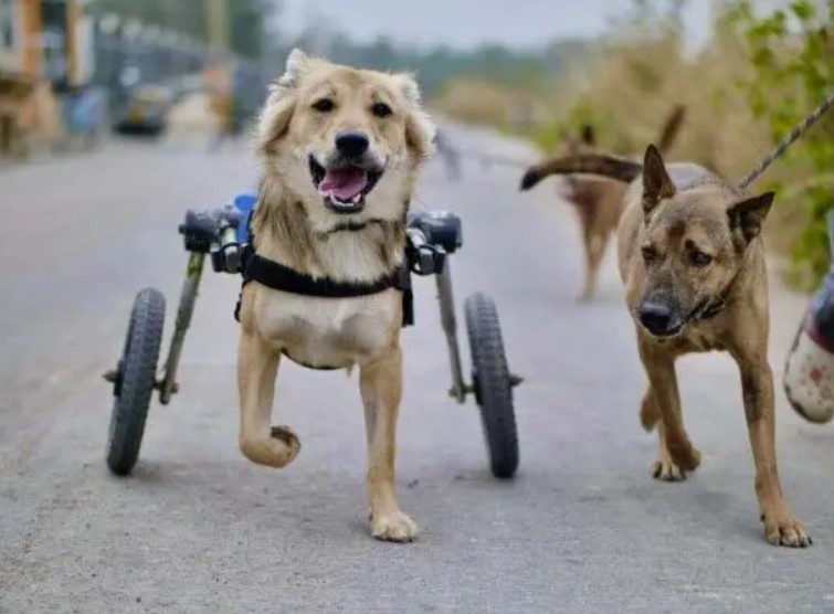 Mikael J. Baines, ce chef au grand cœur, fonde un centre d'accueil pour nourrir 600 chiens chaque jour