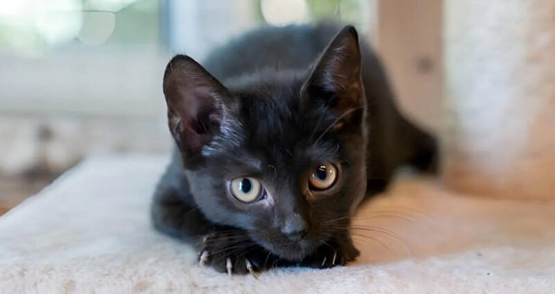 Un homme révèle que son félin s'est lié d'amitié avec la petite souris qu'il était chargé de chasser