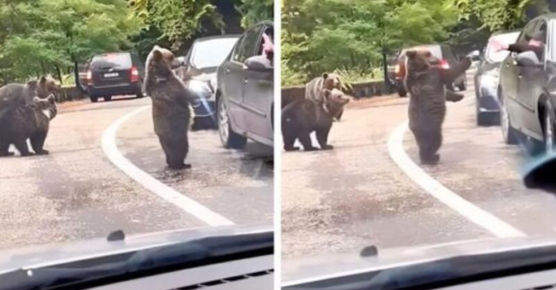 Un ours se rapproche d'une voiture arrêtée dans les bouchons et fait coucou chaleureux au conducteur