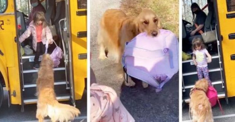 Ce golden retriever va chercher une petite fille à la sortie du bus scolaire tous les jours "Il a un cœur d'or"
