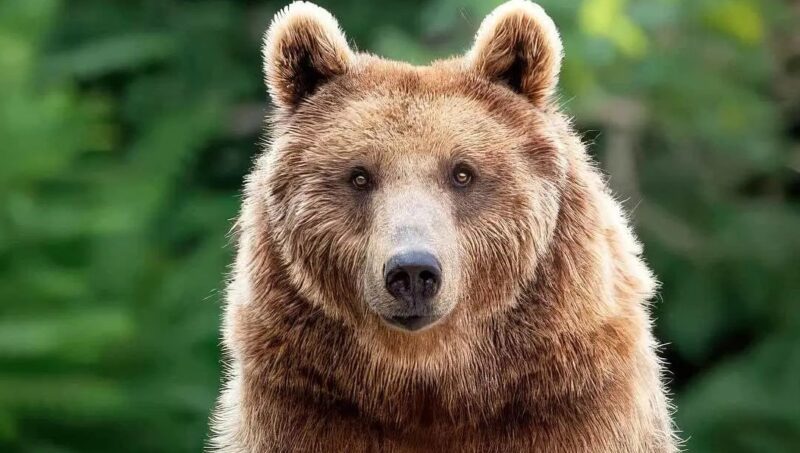 Un ours se rapproche d'une voiture arrêtée dans les bouchons et fait coucou chaleureux au conducteur