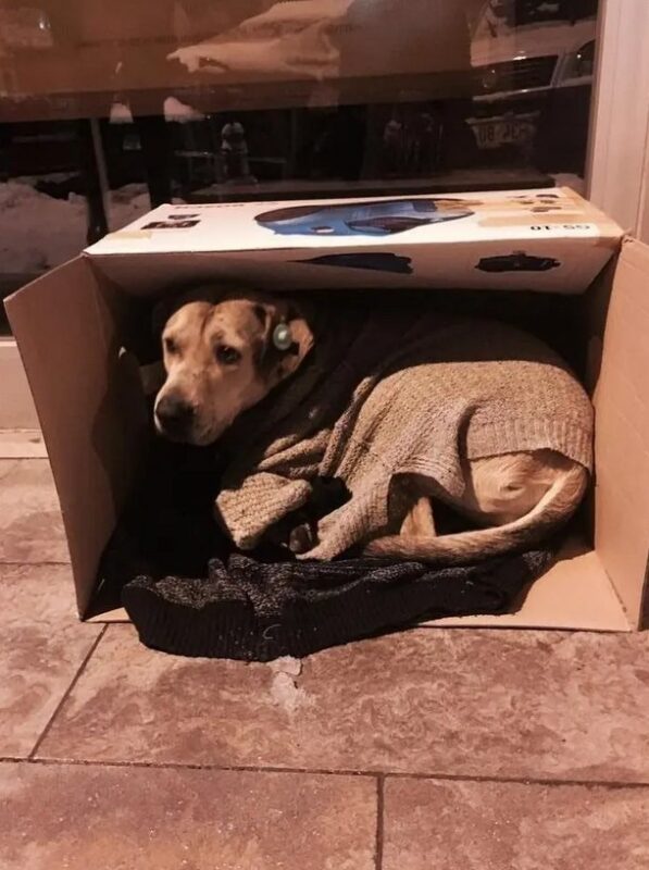 Ce centre commercial ouvre ses portes la nuit aux chiens pour qu'ils y dorment avec des couvertures