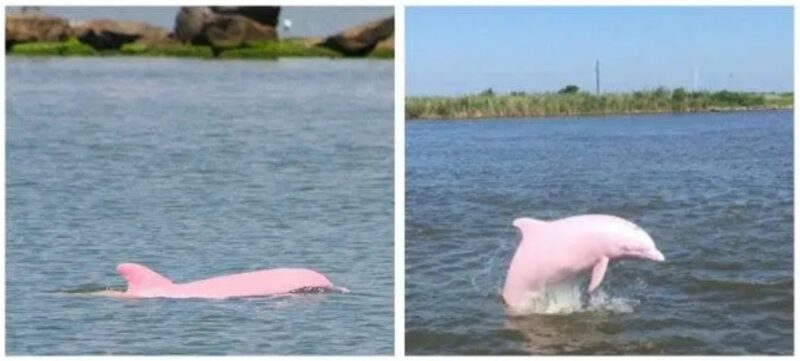 Pinky, le dauphin rose fabuleux, espèce en voie de disparition, donne la vie à un petit dauphin rose