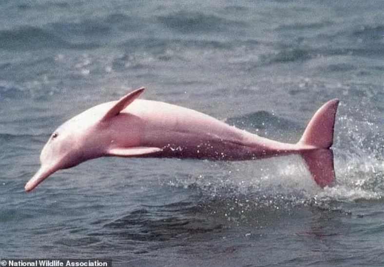 Pinky, le dauphin rose fabuleux, espèce en voie de disparition, donne la vie à un petit dauphin rose