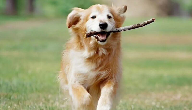 Ce golden retriever va chercher une petite fille à la sortie du bus scolaire tous les jours "Il a un cœur d'or"