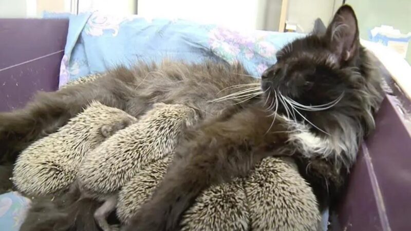 Une histoire émouvante : une mère chat, Musia a sauvé huit petits hérissons orphelins en les nourrissant