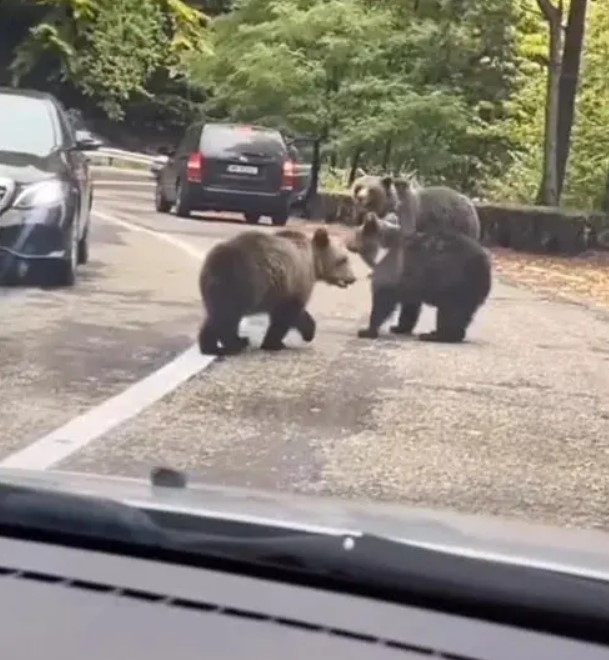 Un ours se rapproche d'une voiture arrêtée dans les bouchons et fait coucou chaleureux au conducteur