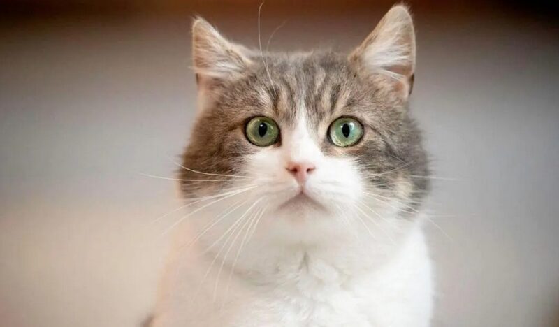 Recueilli par un mécano, ce chat sympa collabore désormais avec son propriétaire en tant qu'"assistant mécanicien"
