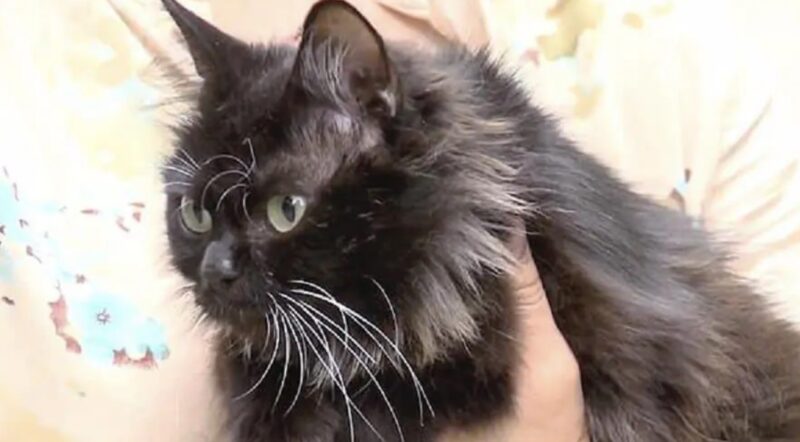 Une histoire émouvante : une mère chat, Musia a sauvé huit petits hérissons orphelins en les nourrissant