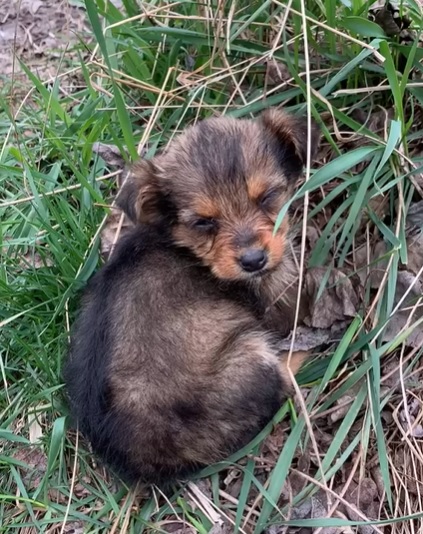 Héros des animaux errants : Un homme trouve un petit chien dans une chaussure et lui offre une nouvelle vie