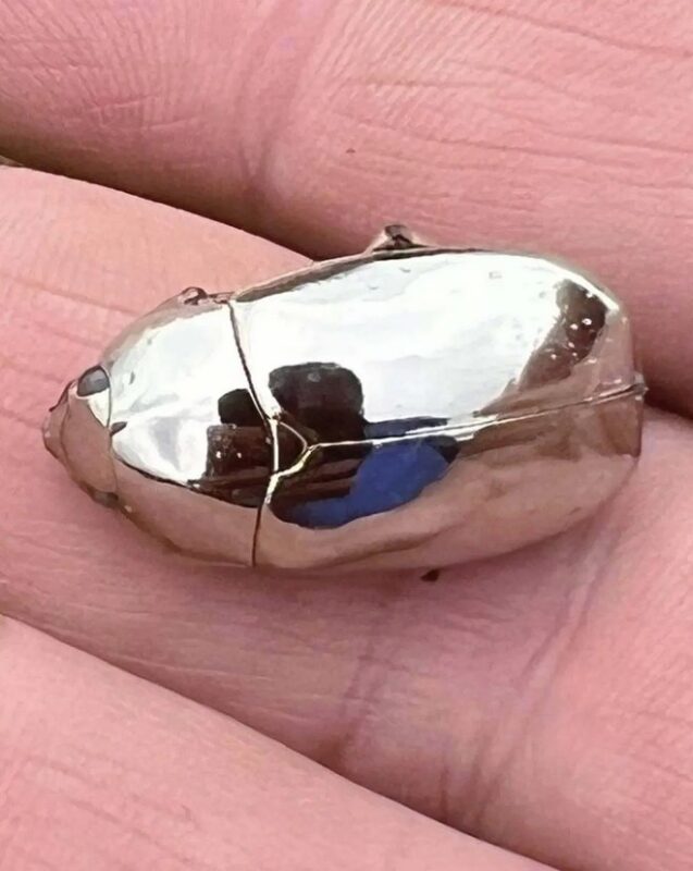 Il trouve dans son jardin un coléoptère extrêmement rare qui ressemble à un miroir