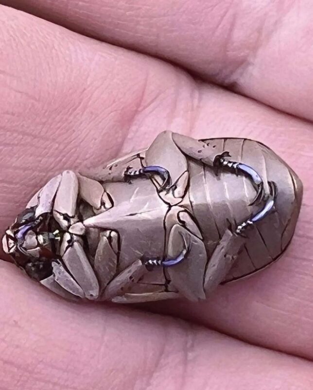 Il trouve dans son jardin un coléoptère extrêmement rare qui ressemble à un miroir