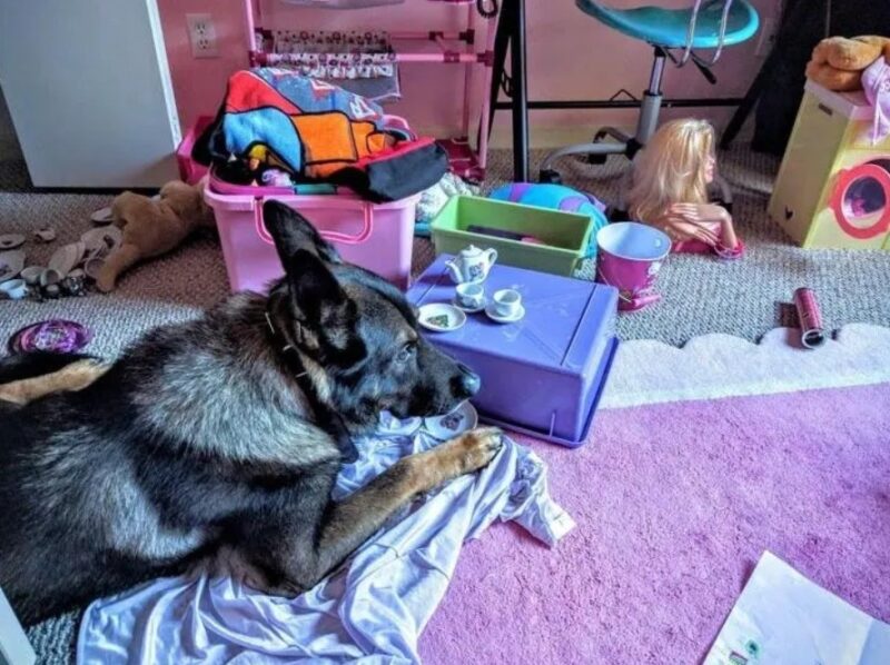 De sublimes photos d'enfants profitant des avantages de grandir avec un animal de compagnie