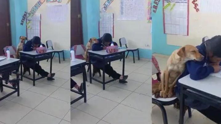 Un petit chien se blottit contre une élève pendant qu'elle fait ses devoirs : «Les animaux sont un véritable trésor»