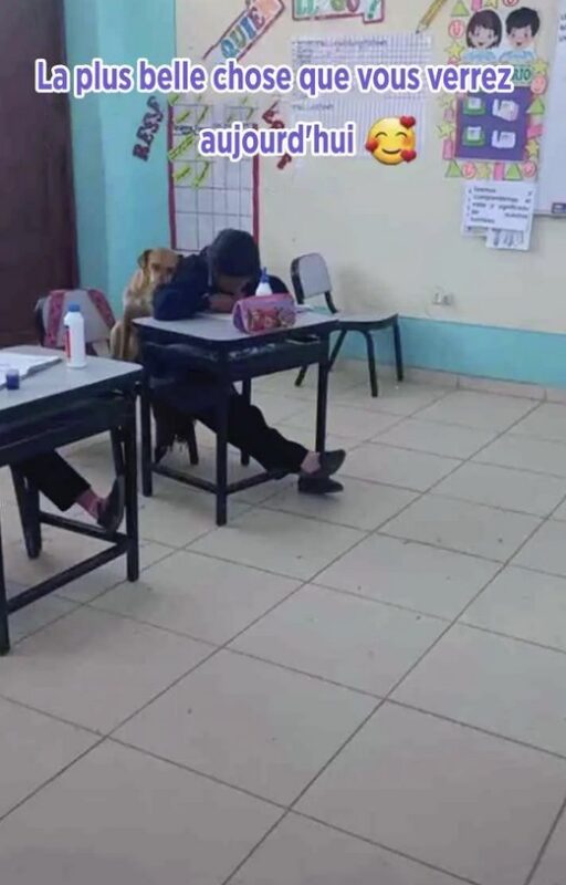 Un petit chien se blottit contre une élève pendant qu'elle fait ses devoirs : «Les animaux sont un véritable trésor»