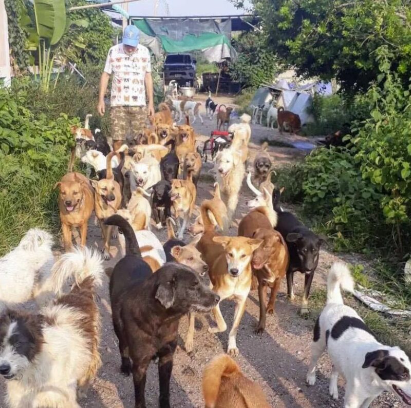 Un homme abandonne son travail pour construire un abri pour plus de 600 chiens errants