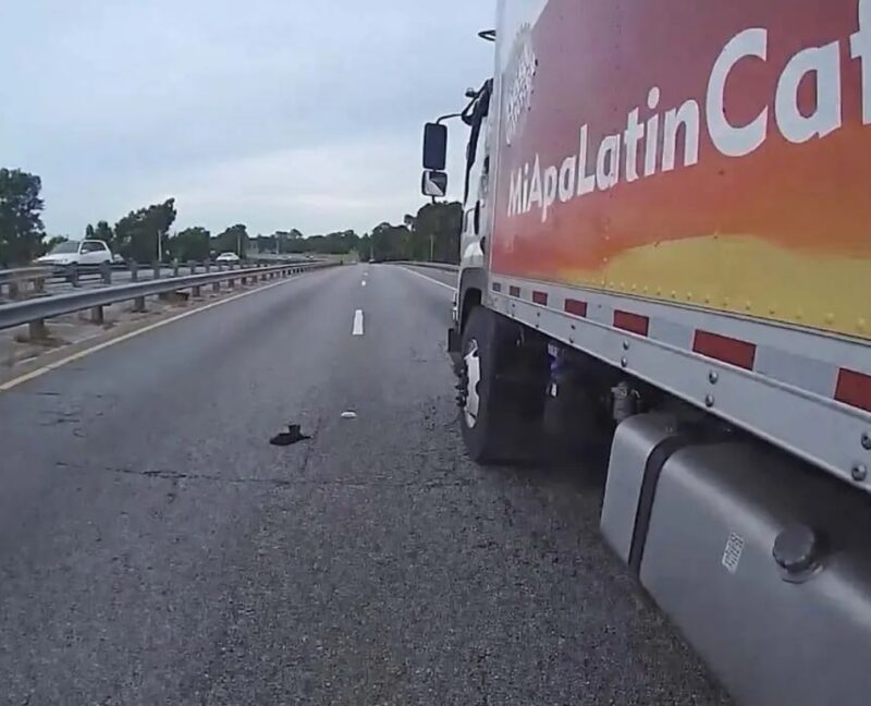 Un camionneur a bloqué la circulation pour venir en aide à un chaton égaré sur la chaussée