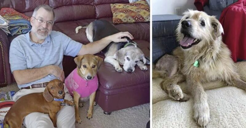 Un homme a fondé un foyer pour les vieux chiens délaissés, où il leur donne toute son affection : "Il mérite nos applaudissements"