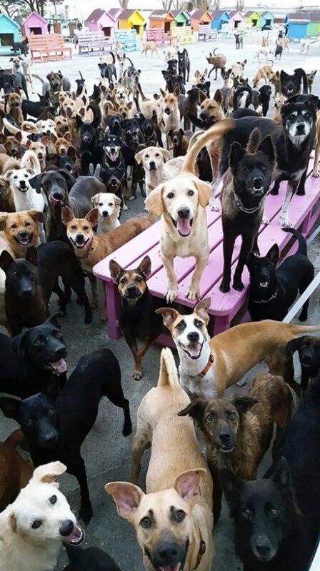 Un homme abandonne son travail pour construire un abri pour plus de 600 chiens errants