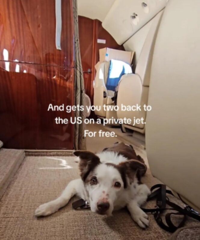 La demande d'aide d'une femme pour ramener un chien âgé aux États-Unis se transforme en une histoire d'amour incroyable