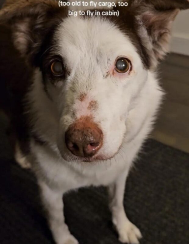 La demande d'aide d'une femme pour ramener un chien âgé aux États-Unis se transforme en une histoire d'amour incroyable