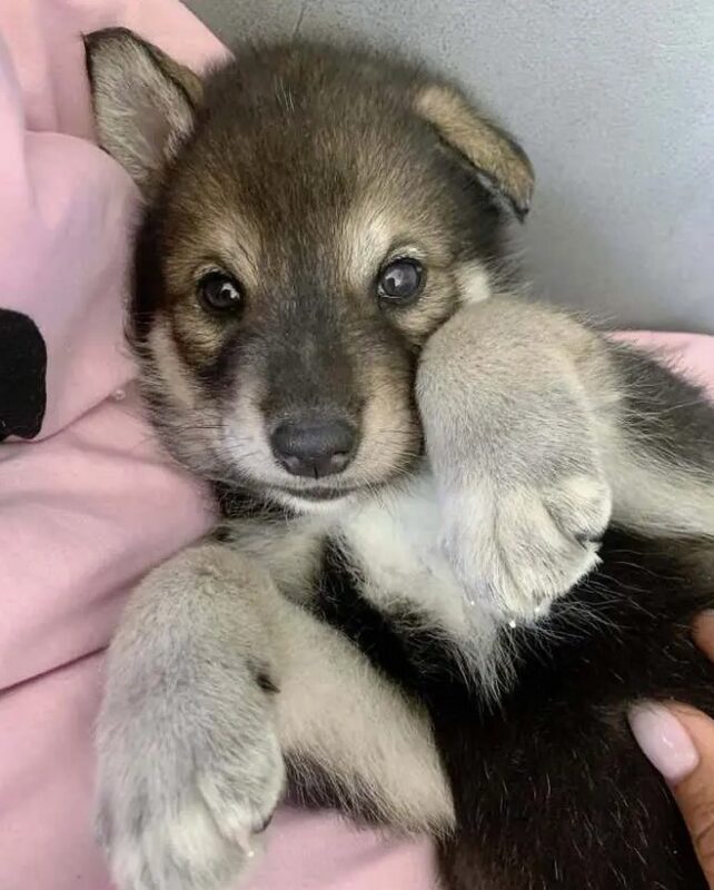 Un loup abandonné par sa mère a été élevé dans une famille humaine et se conduit dorénavant comme un chien