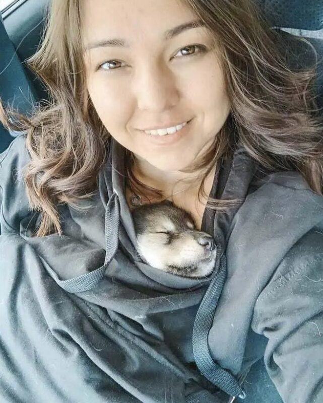 Un loup abandonné par sa mère a été élevé dans une famille humaine et se conduit dorénavant comme un chien
