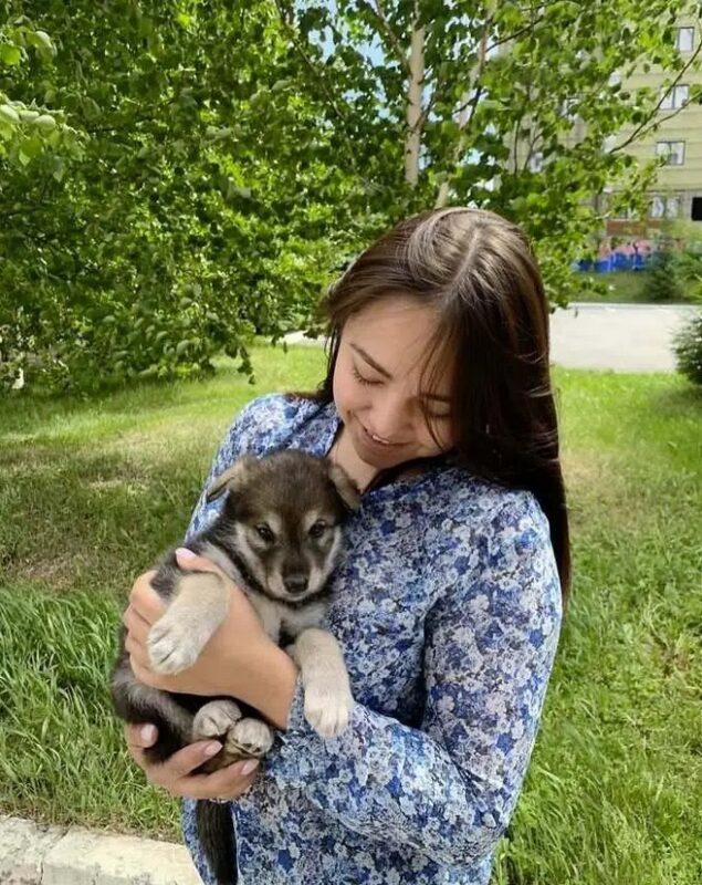 Un loup abandonné par sa mère a été élevé dans une famille humaine et se conduit dorénavant comme un chien
