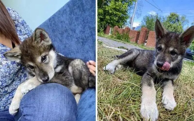 Un loup abandonné par sa mère a été élevé dans une famille humaine et se conduit dorénavant comme un chien