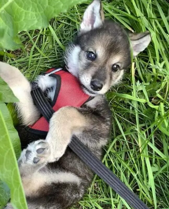 Un loup abandonné par sa mère a été élevé dans une famille humaine et se conduit dorénavant comme un chien