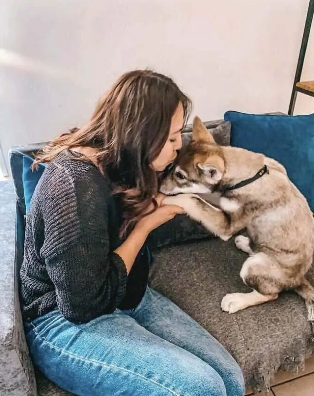 Un loup abandonné par sa mère a été élevé dans une famille humaine et se conduit dorénavant comme un chien