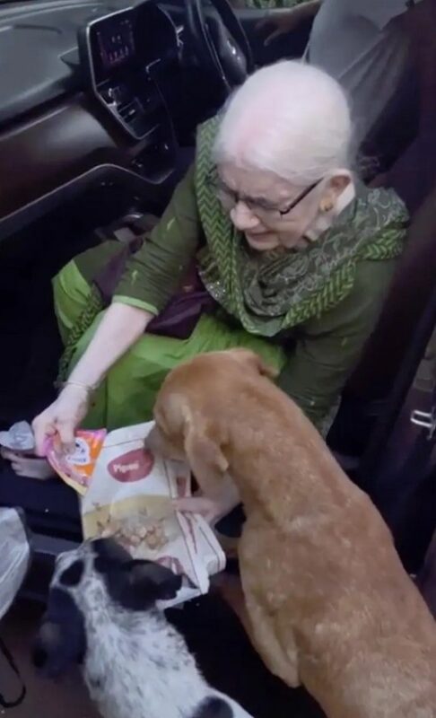 Une mamie de 90 ans se lève de bonne heure tous les matins pour cuisiner pour les chiens errants