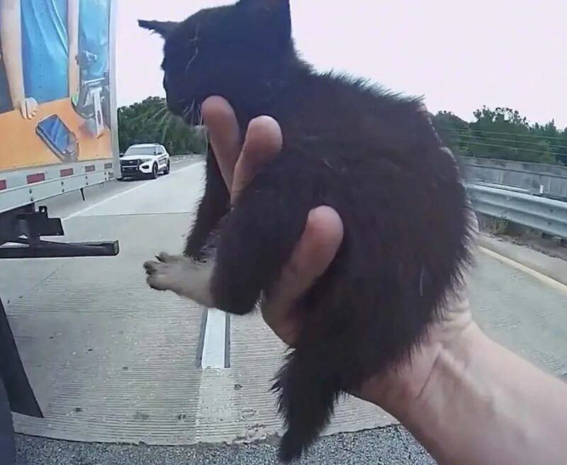 Un camionneur a bloqué la circulation pour venir en aide à un chaton égaré sur la chaussée