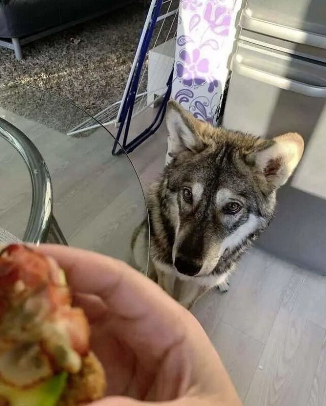 Un loup abandonné par sa mère a été élevé dans une famille humaine et se conduit dorénavant comme un chien