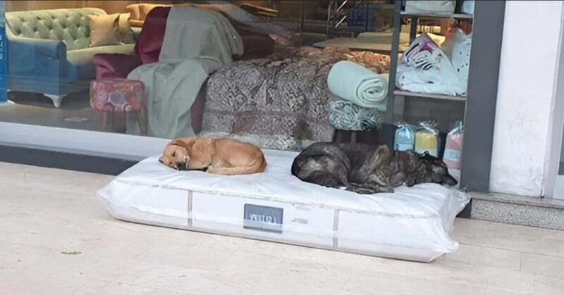Un magasin place des matelas devant son entrée pour que les chiens errants y trouvent un lit pour la nuit