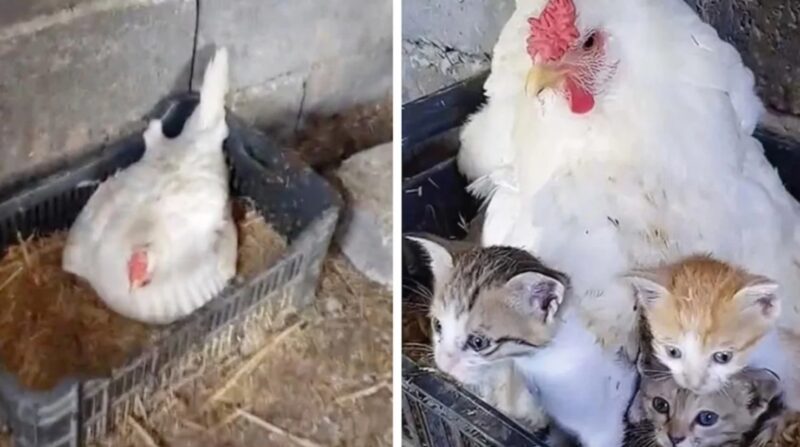 Une mère poule prend des chatons sans défense sous son aile et les garde bien au chaud