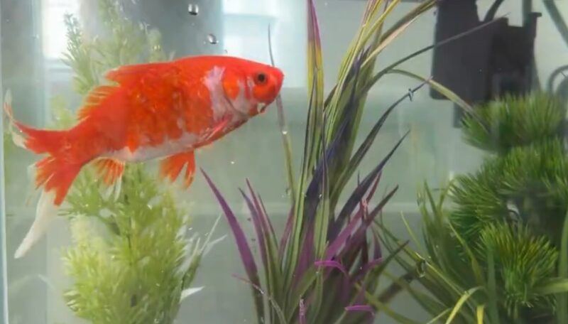 Un poisson rouge apparaît mystérieusement sur la pelouse d'un médecin qui n'a pas d'étang à proximité et il est toujours vivant