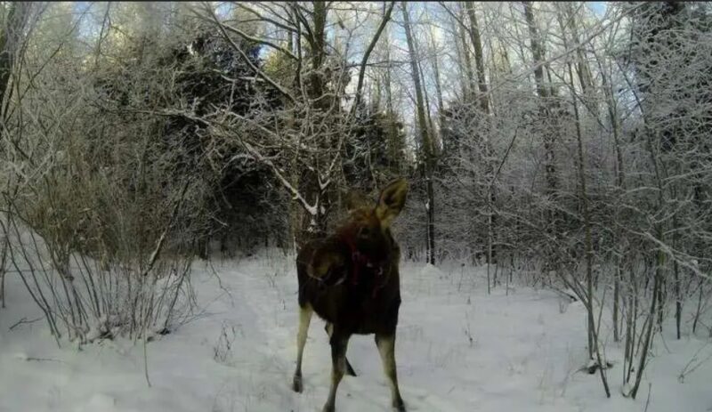 Un jeune homme a secouru un élan et maintenant celui-ci lui rend visite tous les jours, les animaux sont pleins de gratitude