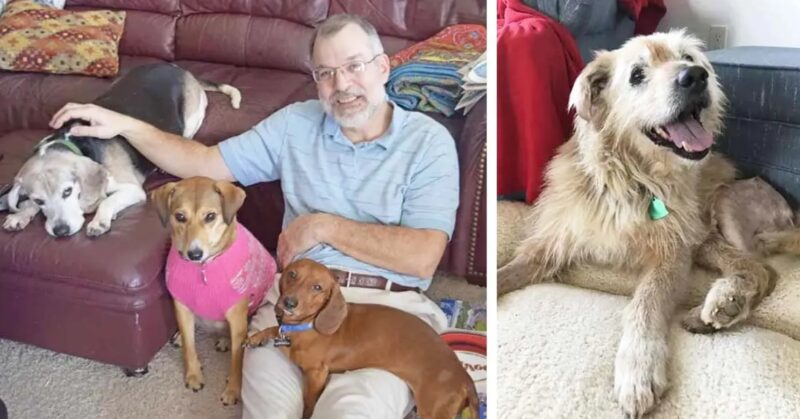 Un homme a fondé un foyer pour les vieux chiens délaissés, où il leur donne toute son affection : "Il mérite nos applaudissements"