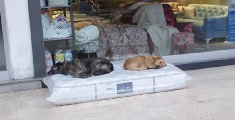 Un magasin place des matelas devant son entrée pour que les chiens errants y trouvent un lit pour la nuit