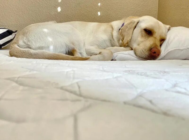 Un magasin place des matelas devant son entrée pour que les chiens errants y trouvent un lit pour la nuit