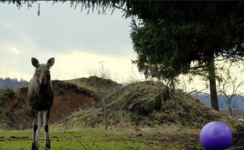 Un jeune homme a secouru un élan et maintenant celui-ci lui rend visite tous les jours, les animaux sont pleins de gratitude