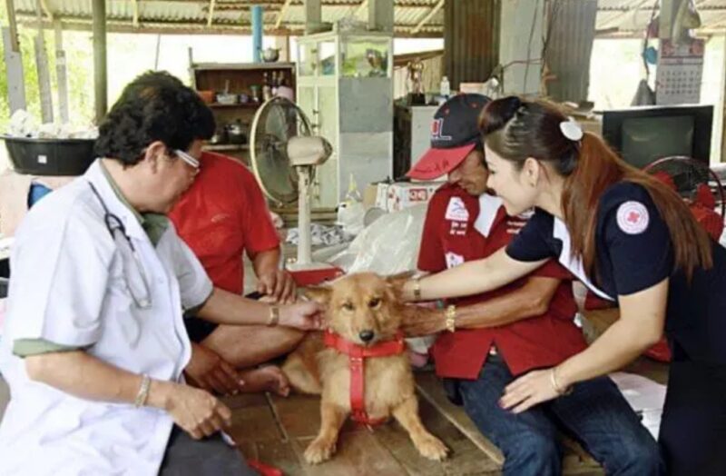 L’animal à la rescousse de l’humain : Un petit chien trouve et retire un bébé d'une poubelle