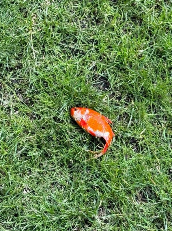 Un poisson rouge apparaît mystérieusement sur la pelouse d'un médecin qui n'a pas d'étang à proximité et il est toujours vivant